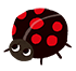 ladybug